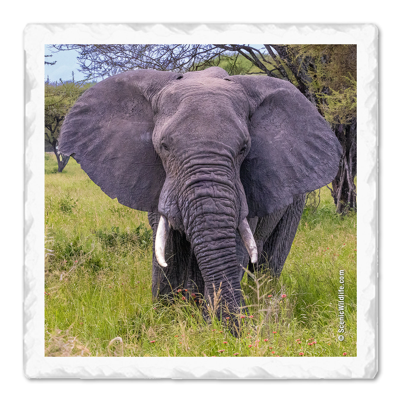 Africa Thirstystone® Coaster Set