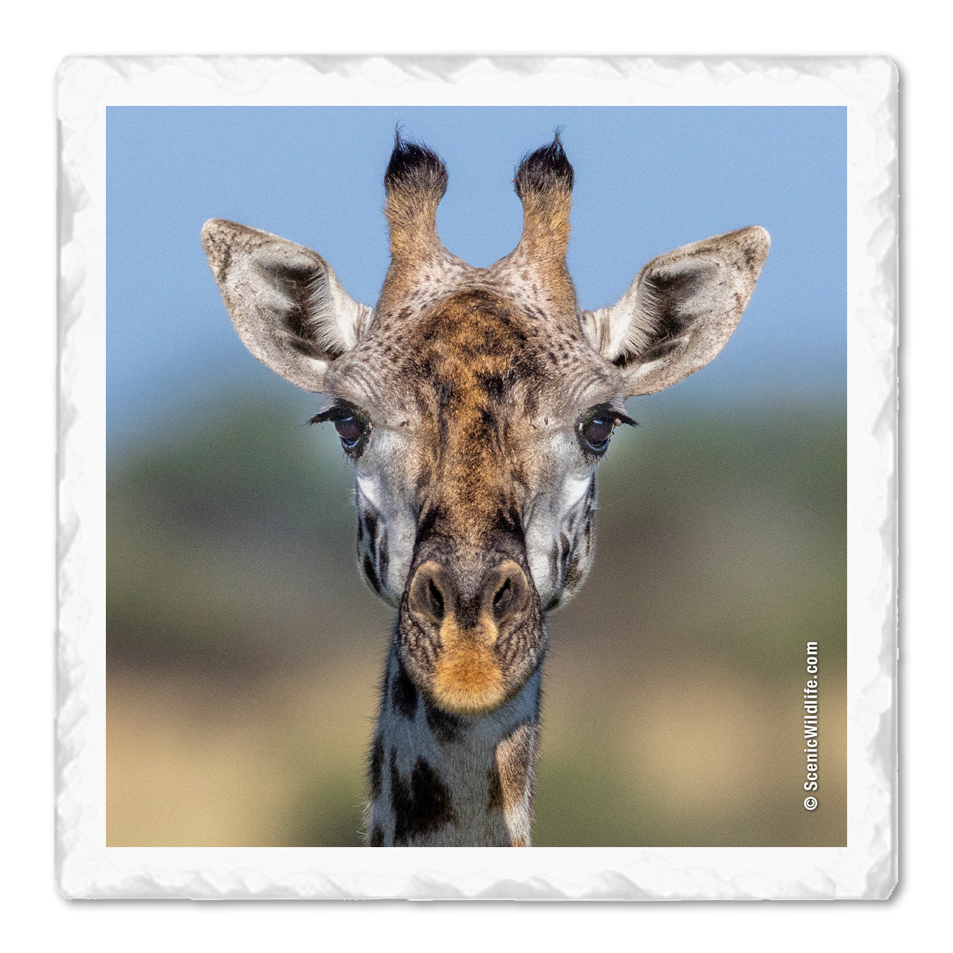 Africa Thirstystone® Coaster Set