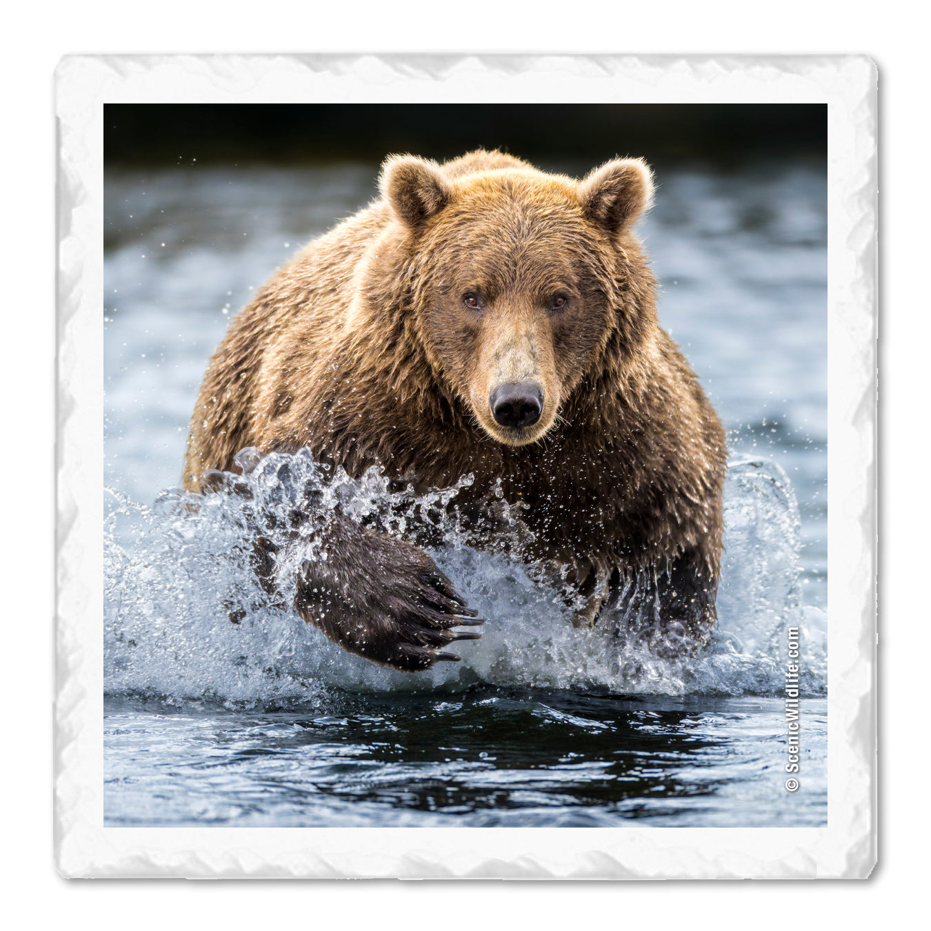 Grizzly Thirstystone® Coaster Set