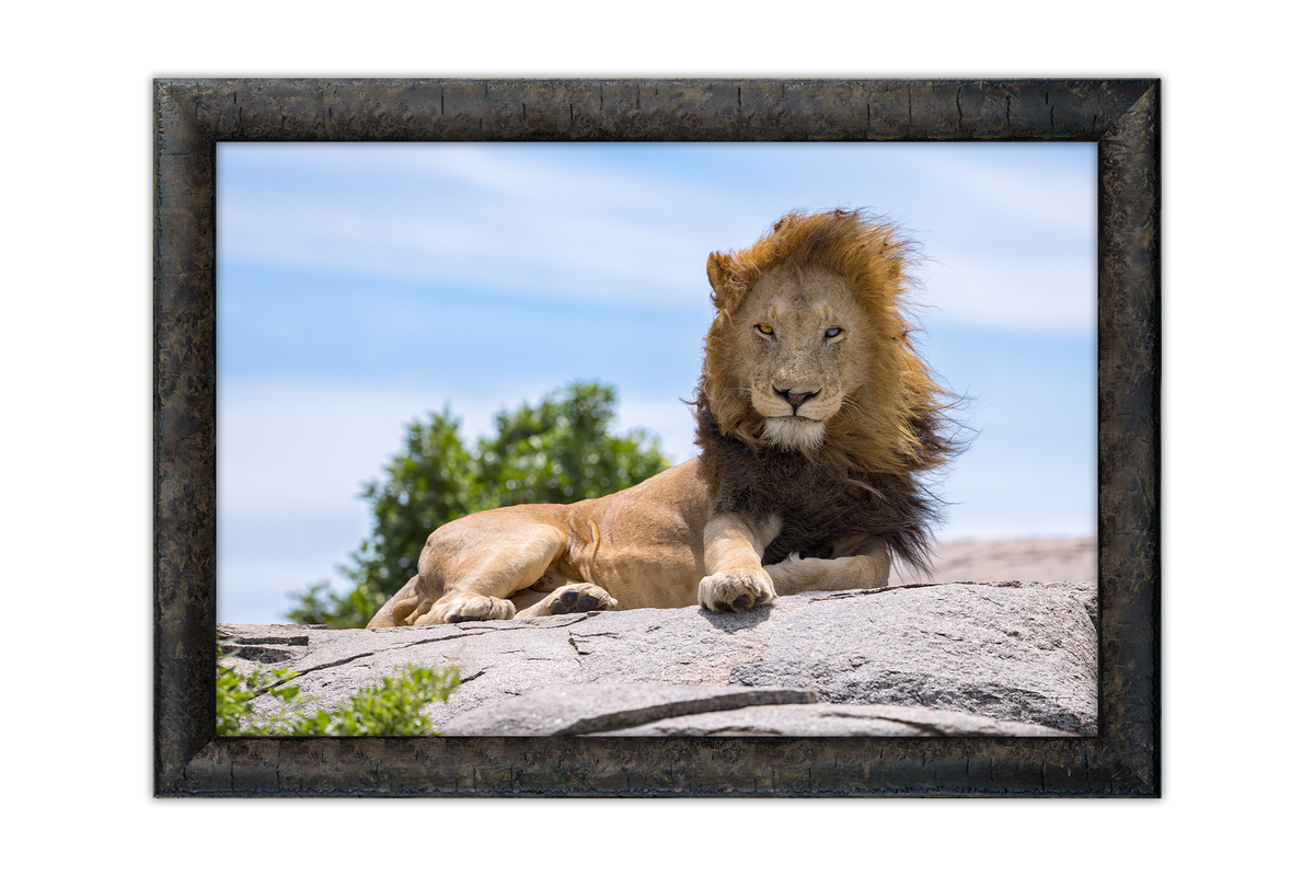King Of The Savannah