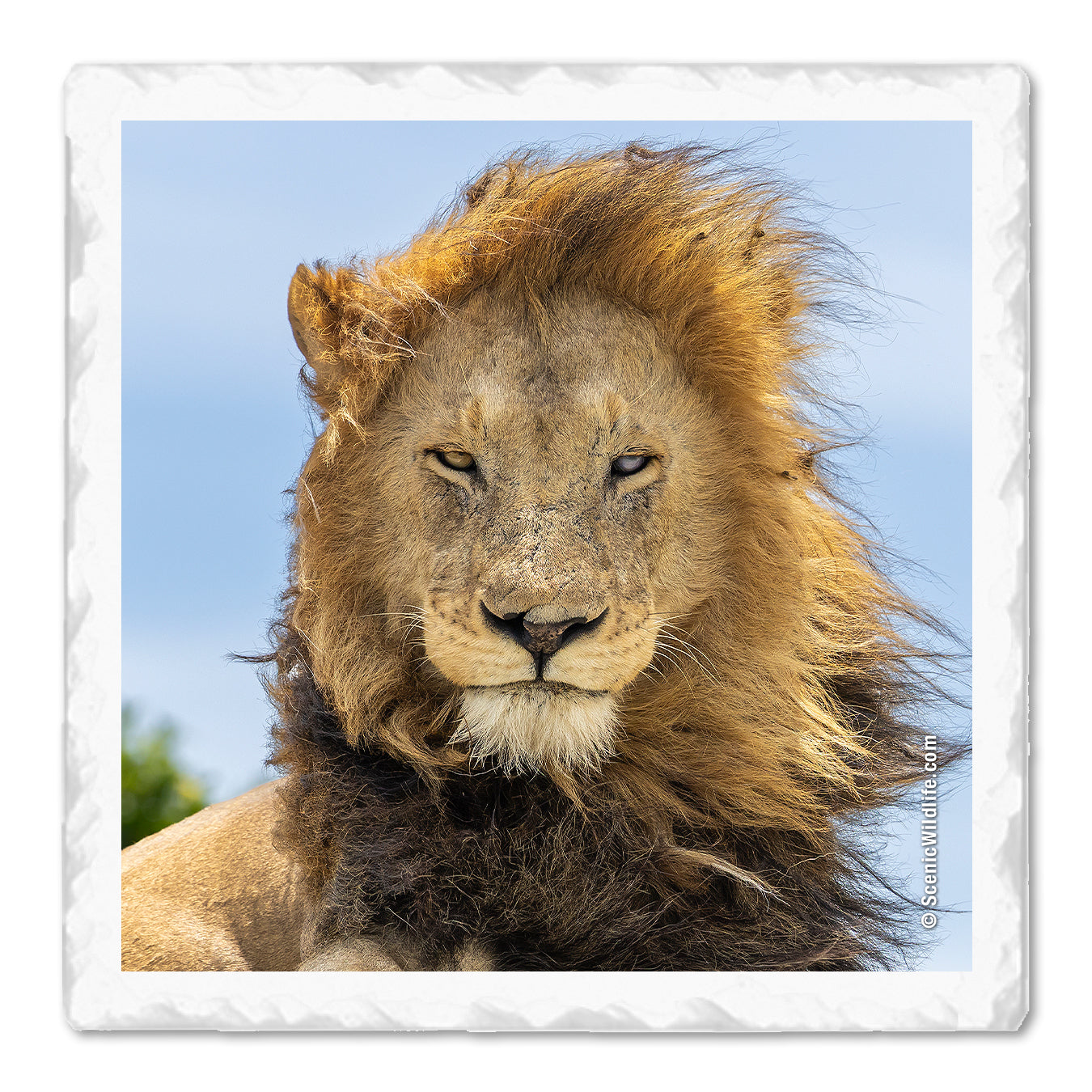 Africa Thirstystone® Coaster Set