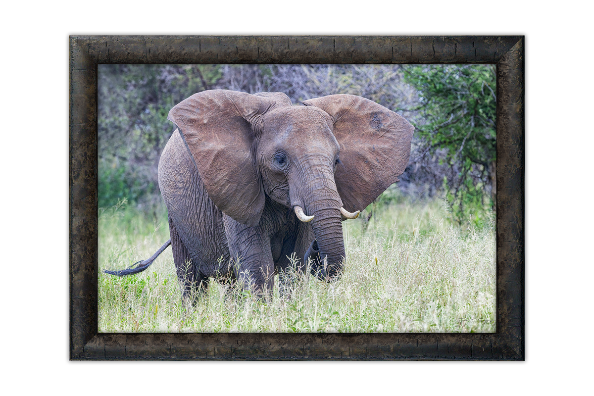 Little Tusker