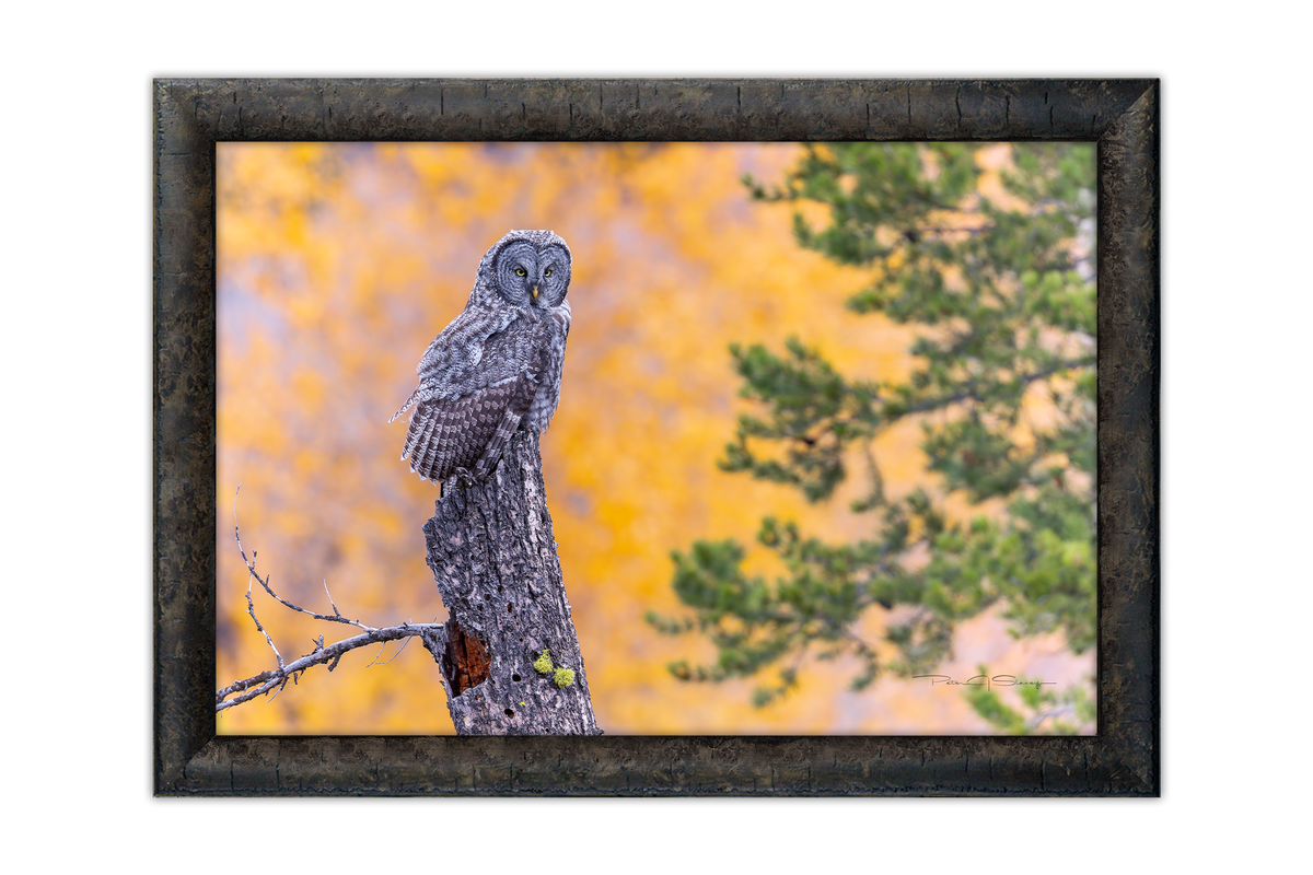 Stillness In The Aspens