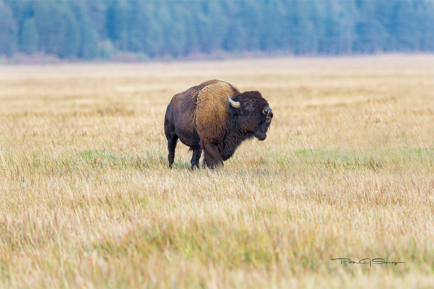 The Bull’s Call