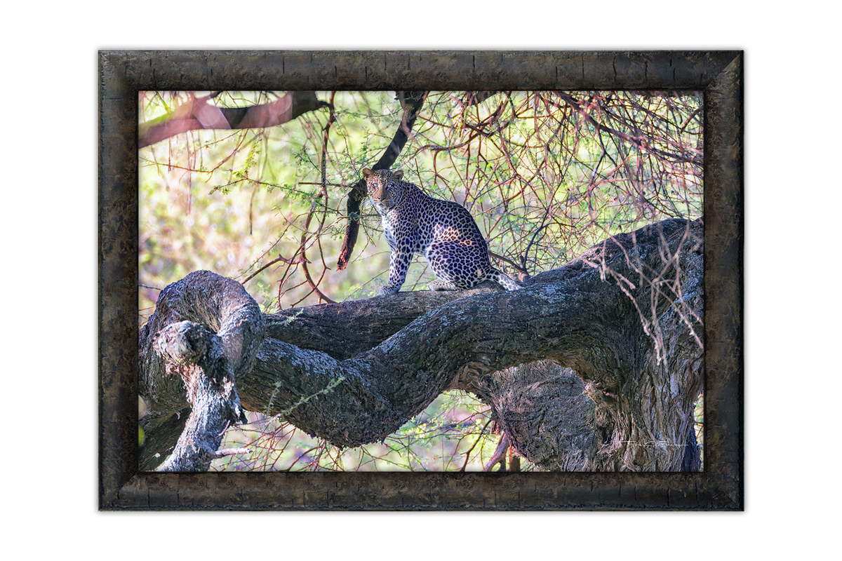 The Leopard Above