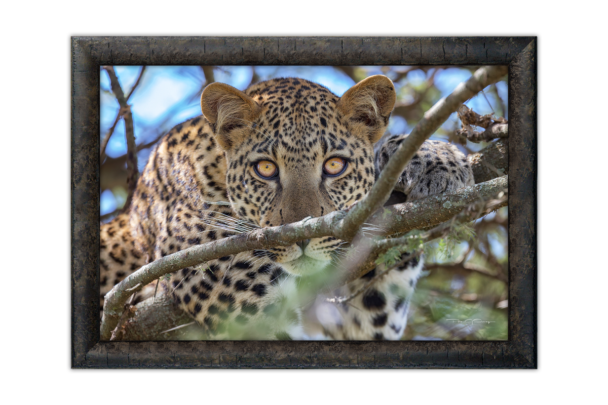 The Leopard's Gaze