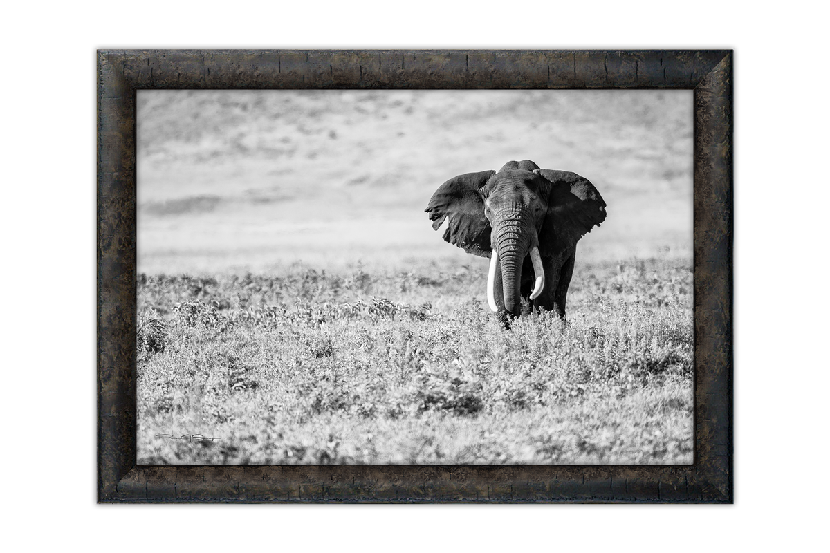The Old Soul of the Savannah