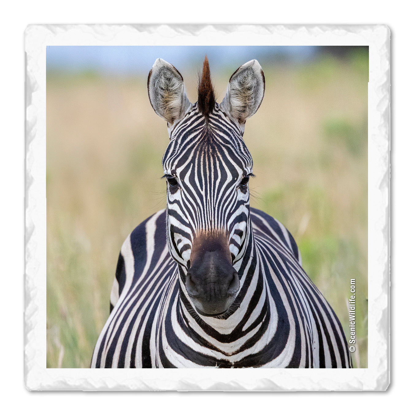 Africa Thirstystone® Coaster Set