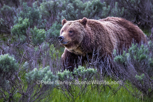 Update on Passing of Grizzly 399