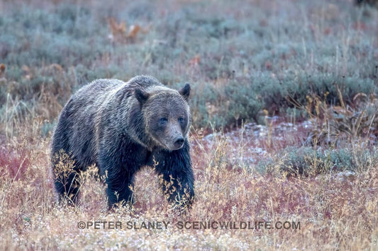 Tragic Loss: Grizzly Bear 399 Killed