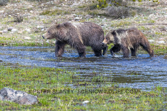 Update on Loss of Grizzly 399 and Spirit