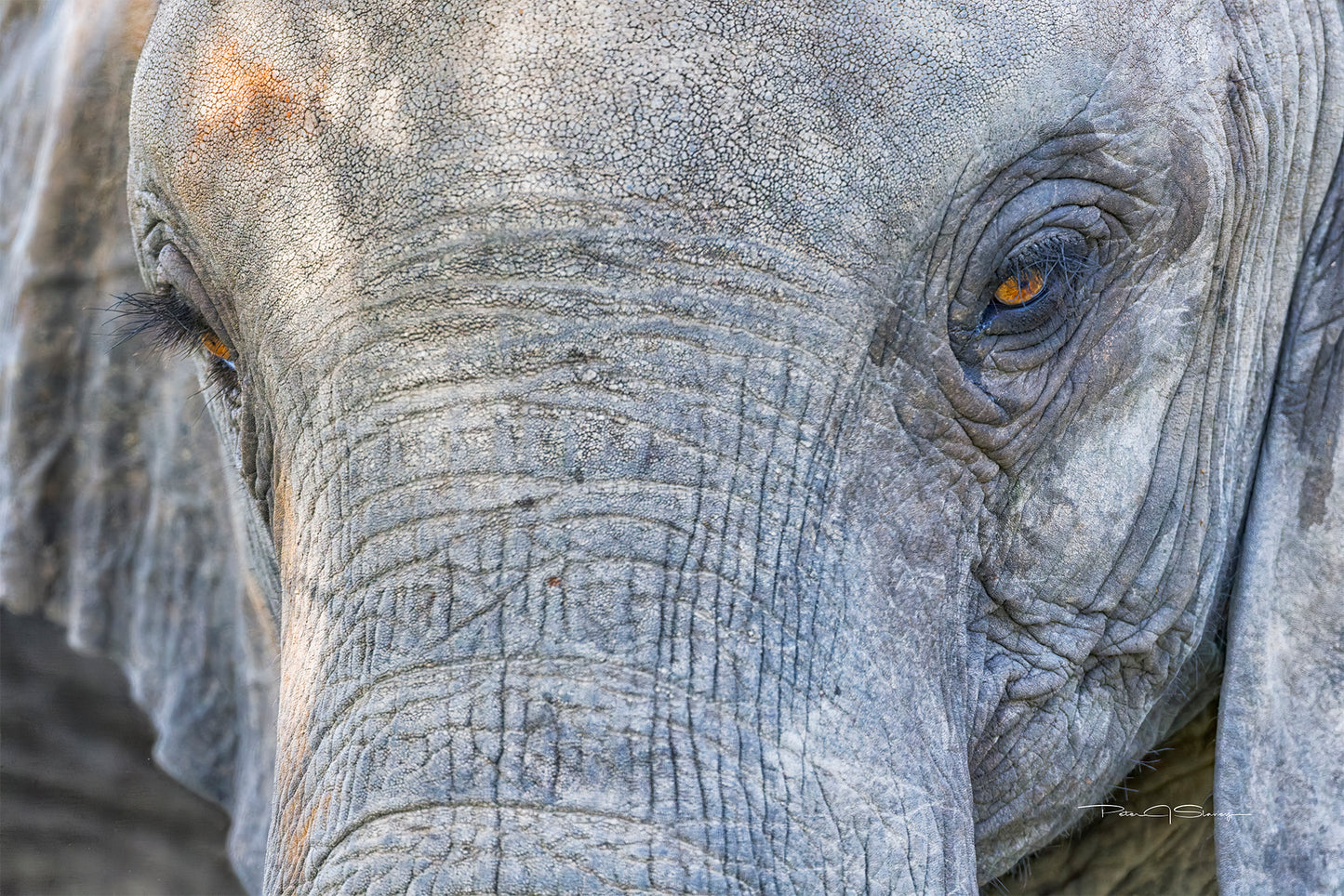 A Life Written In Wrinkles