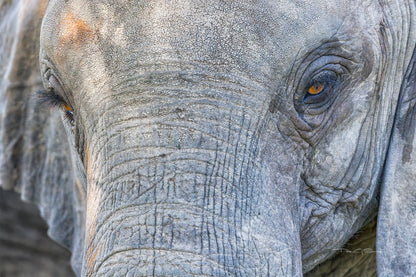 A Life Written In Wrinkles