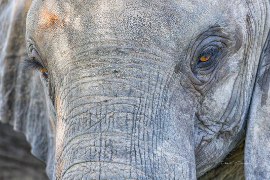 A Life Written In Wrinkles
