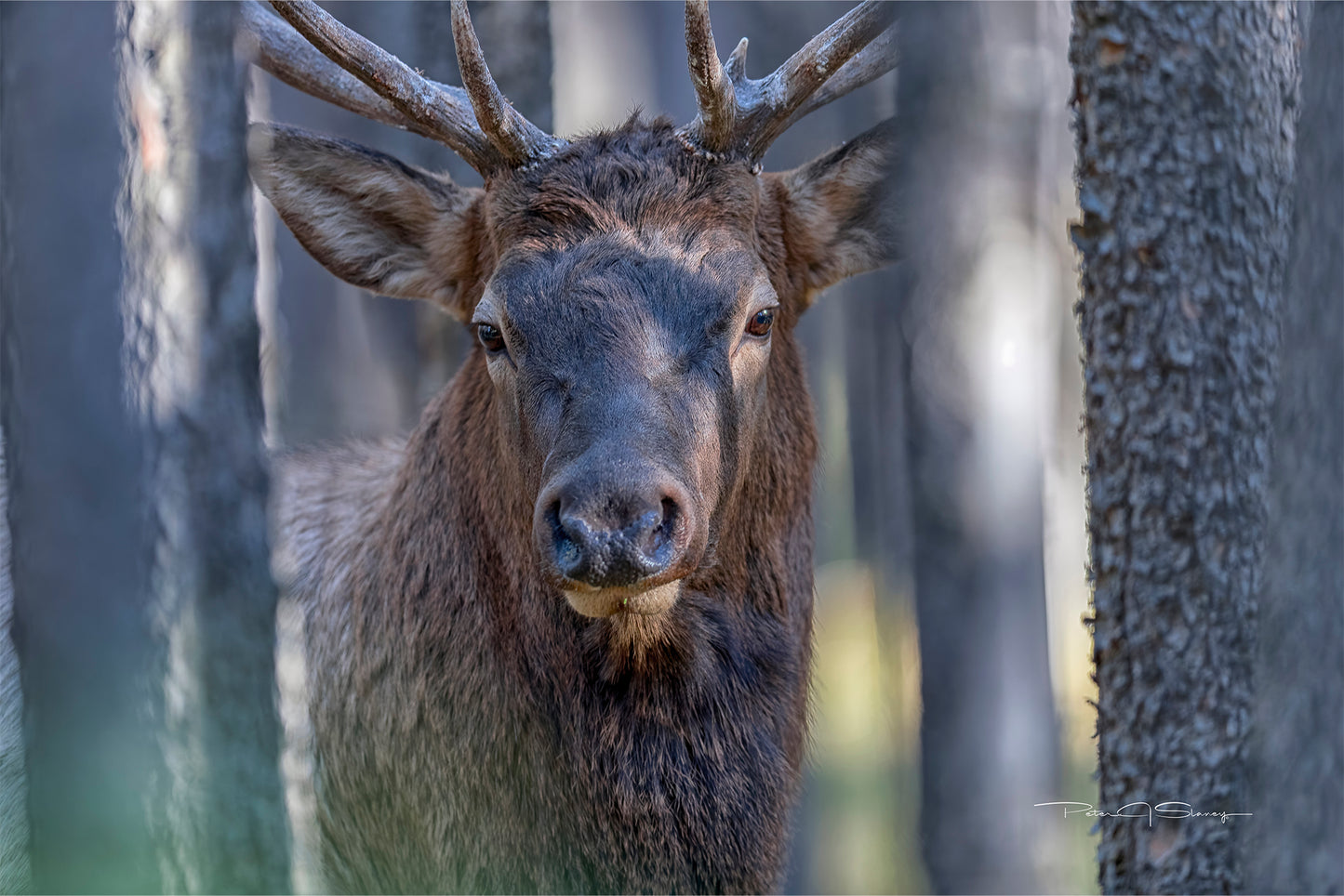 A Moment In the Timber