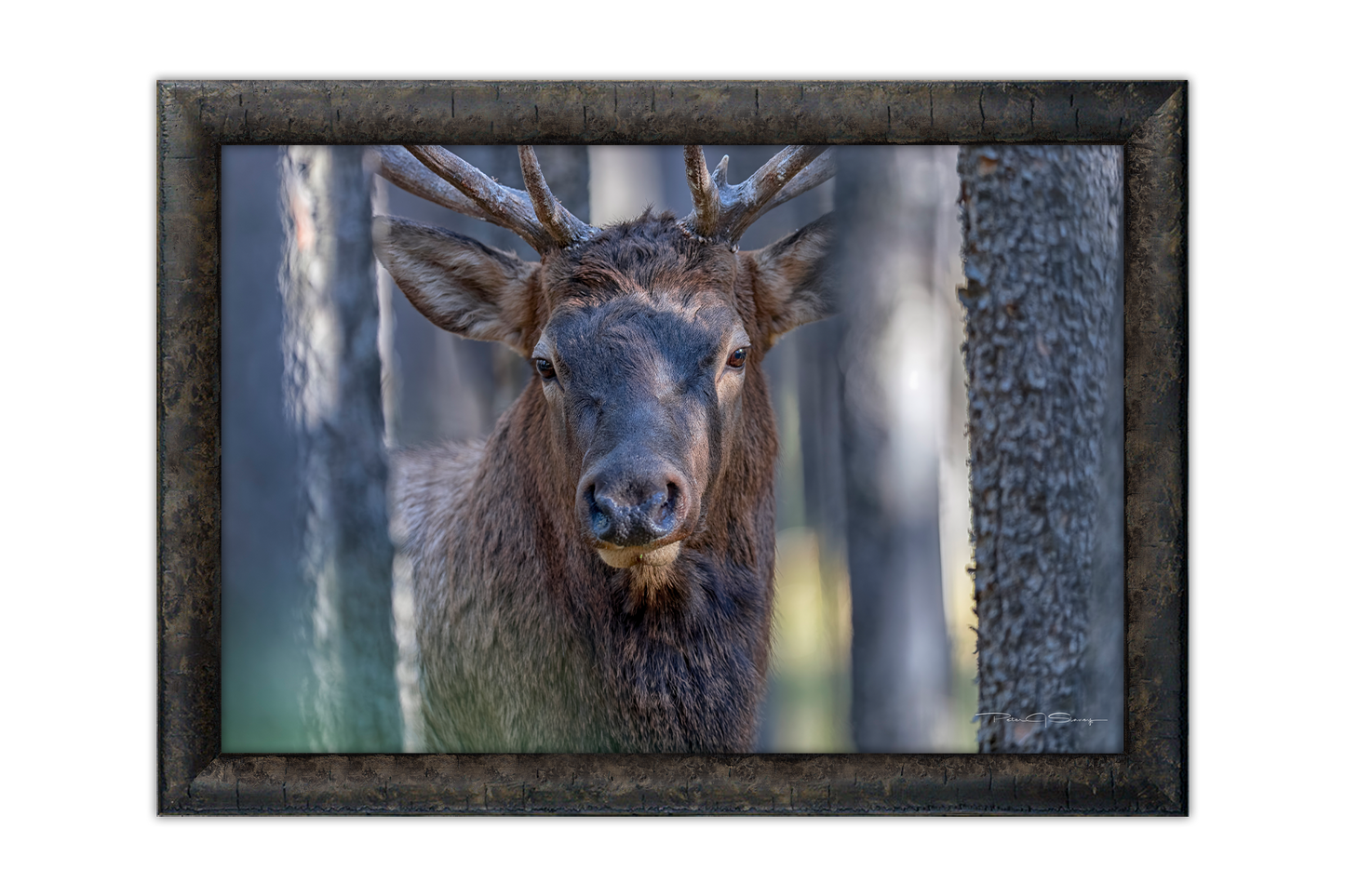 A Moment In the Timber