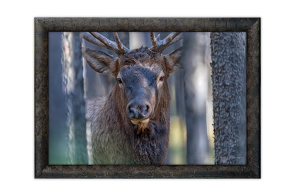 A Moment In the Timber