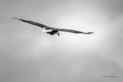 A Watchful Eye