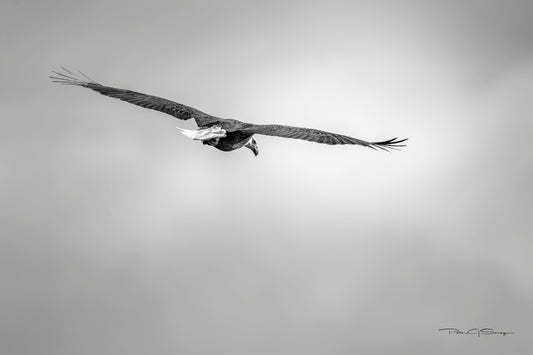 A Watchful Eye