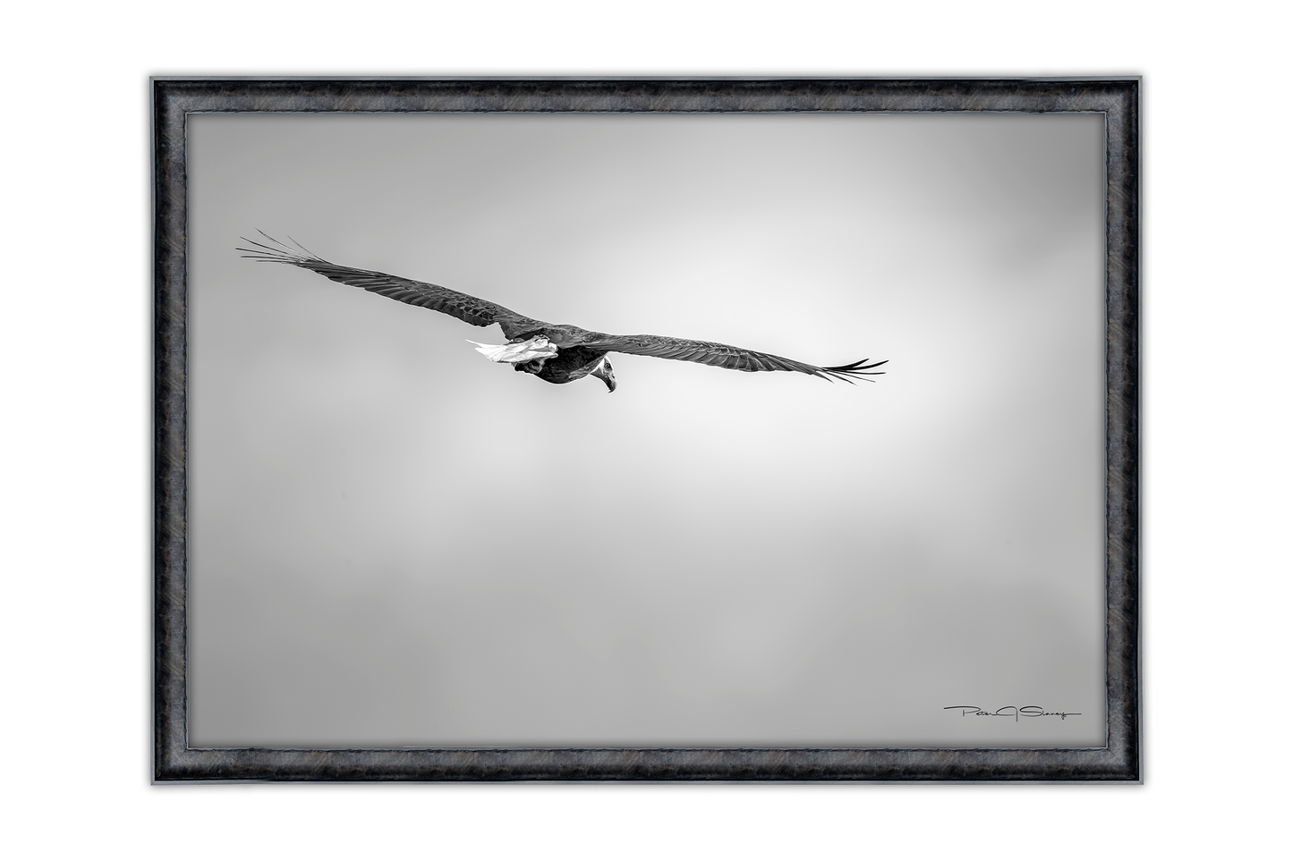 A Watchful Eye
