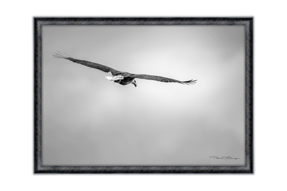 A Watchful Eye