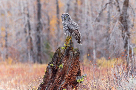 Autumn Perch