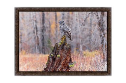 Autumn Perch
