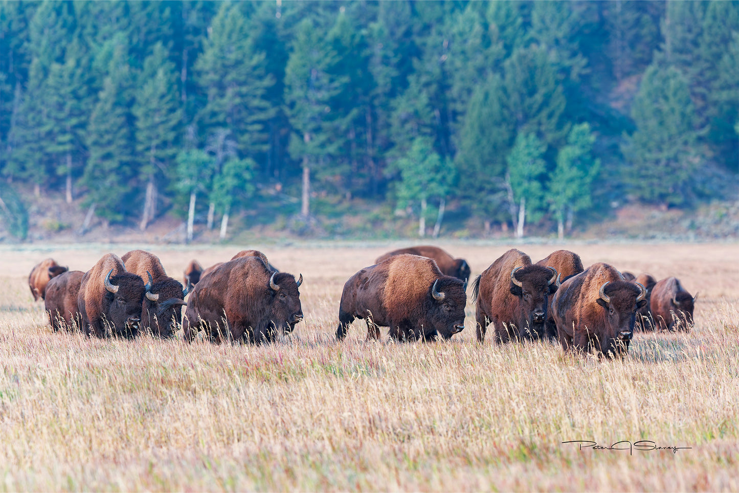 Echoes of the Great Herds