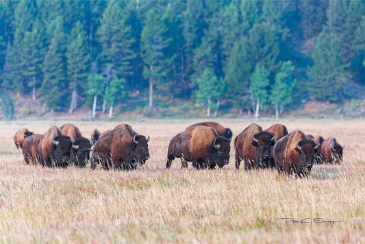 Echoes of the Great Herds