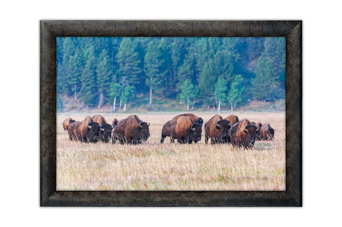 Echoes of the Great Herds