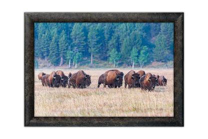 Echoes of the Great Herds