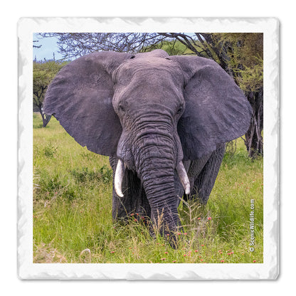 Africa Thirstystone® Coaster Set