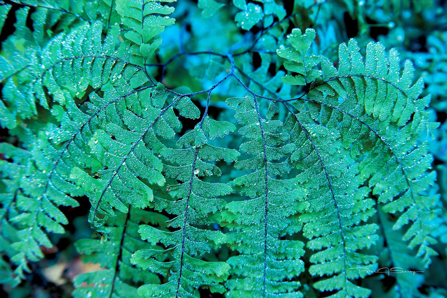 Emerald Lace