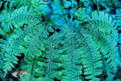 Emerald Lace