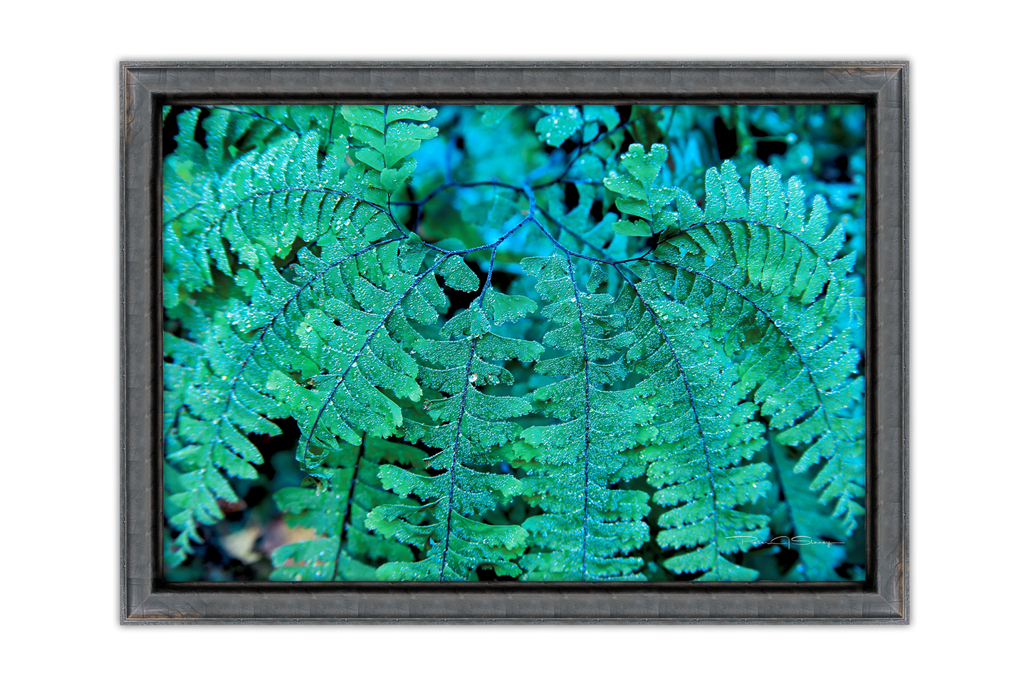 Emerald Lace