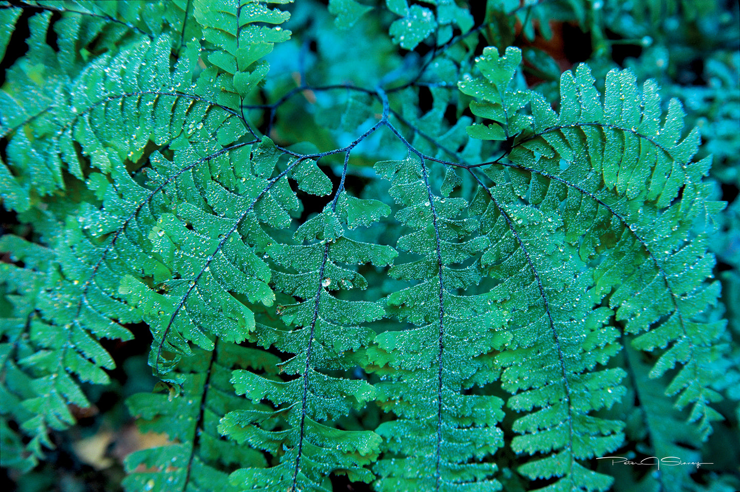 Emerald Lace