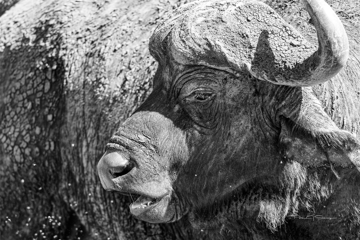 Forged by the Savanna