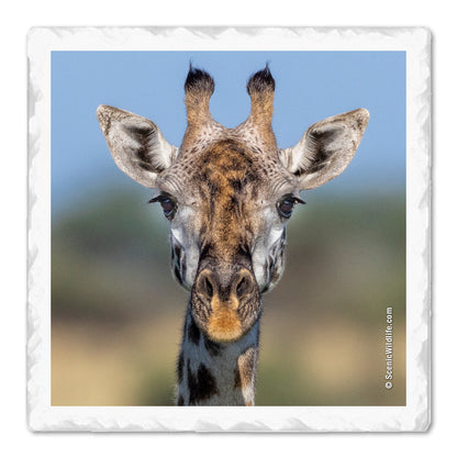Africa Thirstystone® Coaster Set