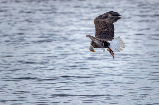 Graceful Catch