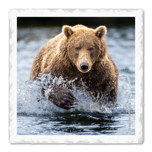Grizzly Thirstystone® Coaster Set