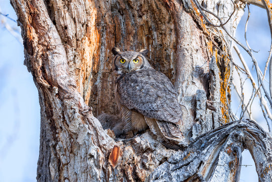 Guardian of the Hollow