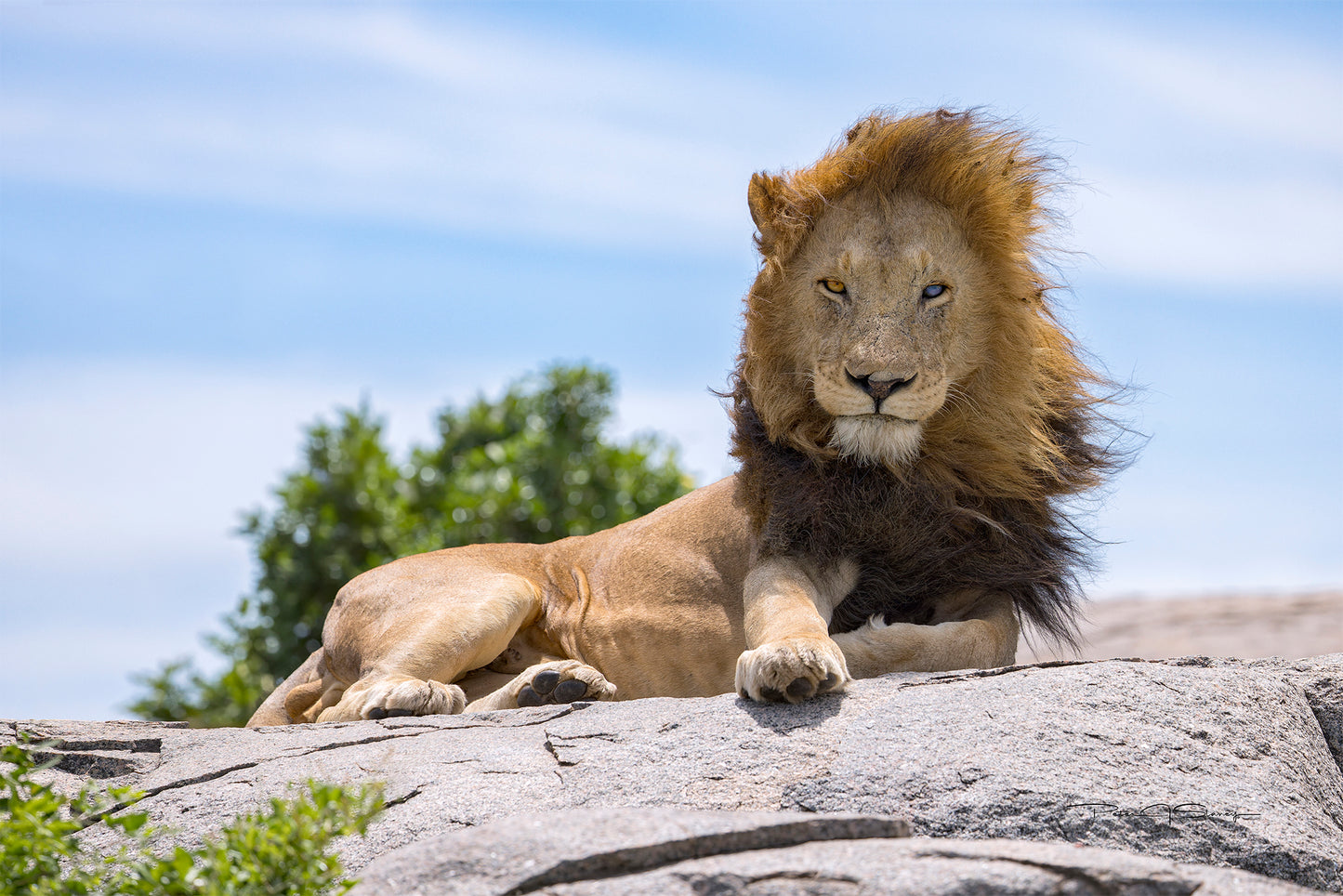 King Of The Savannah