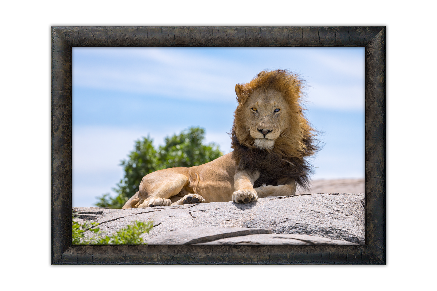 King Of The Savannah