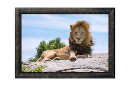 King Of The Savannah
