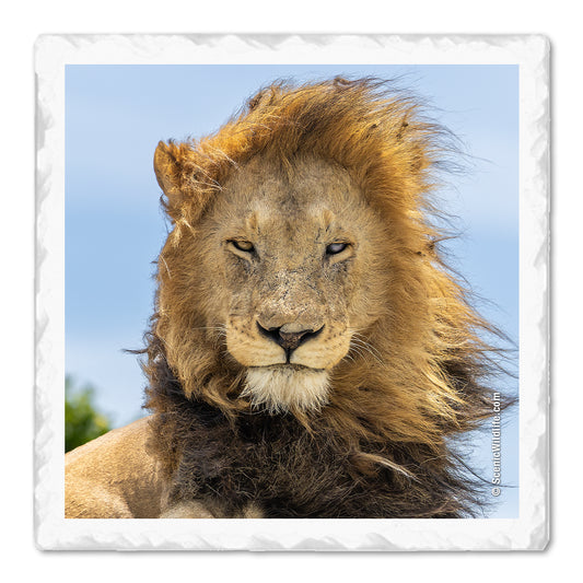 Africa Thirstystone® Coaster Set