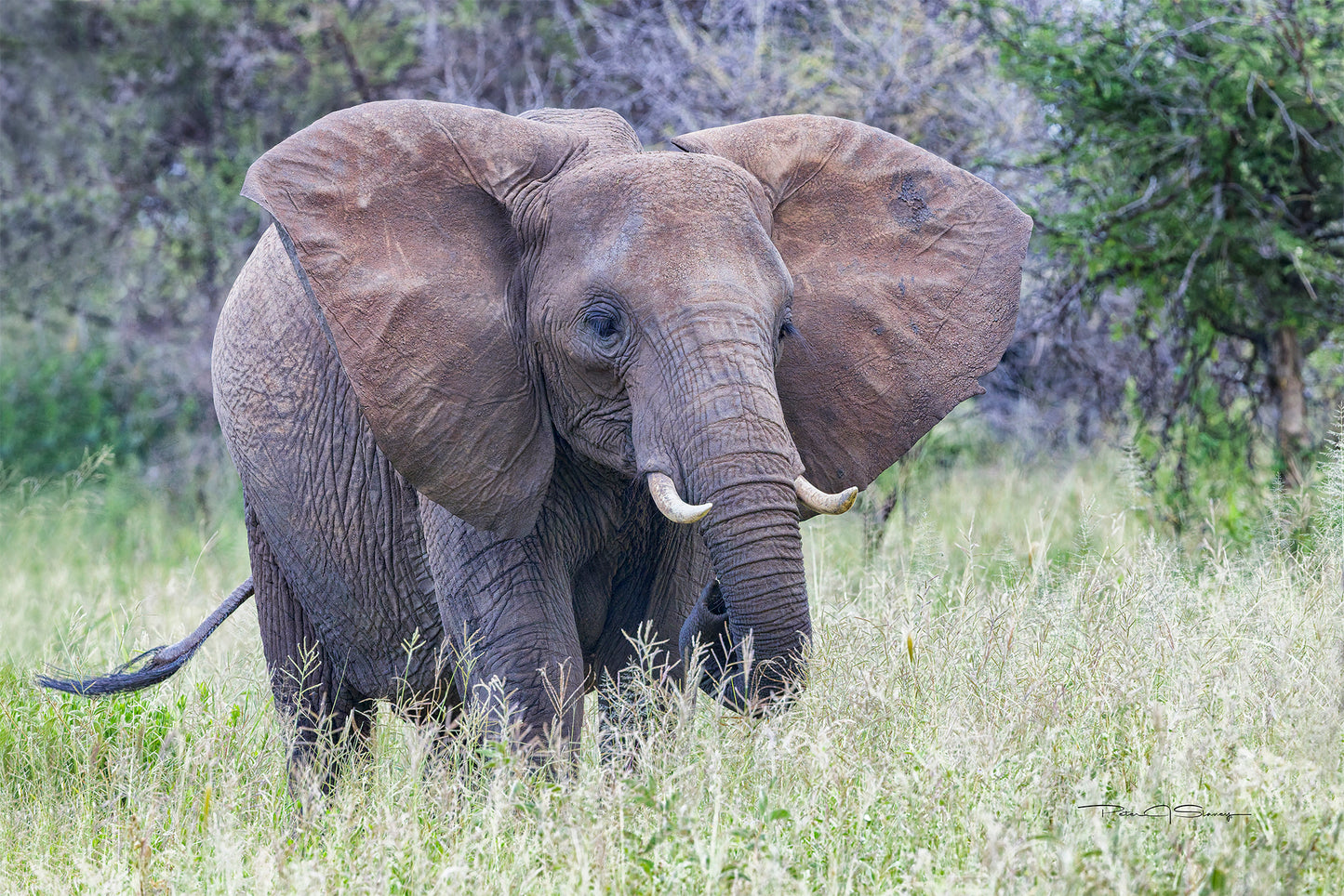 Little Tusker