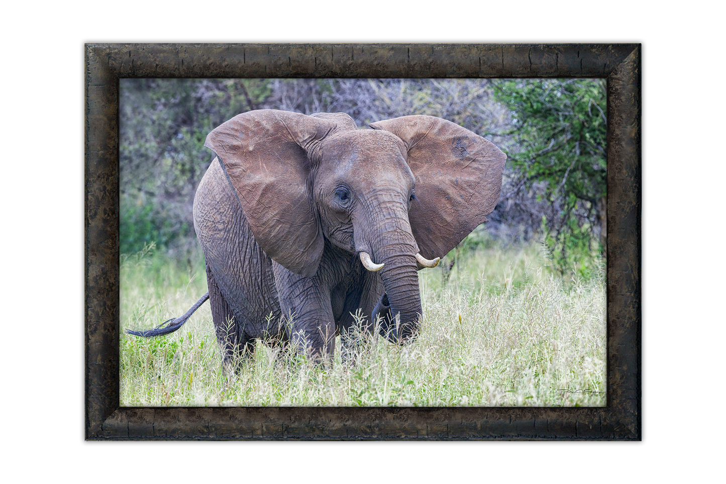 Little Tusker