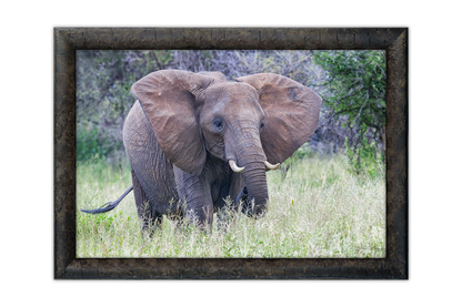 Little Tusker