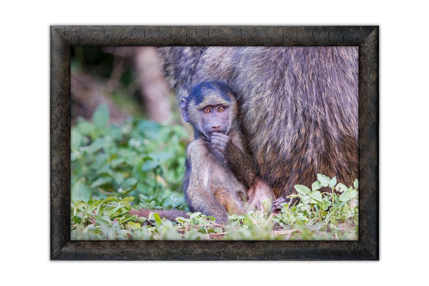 Sheltered Gaze