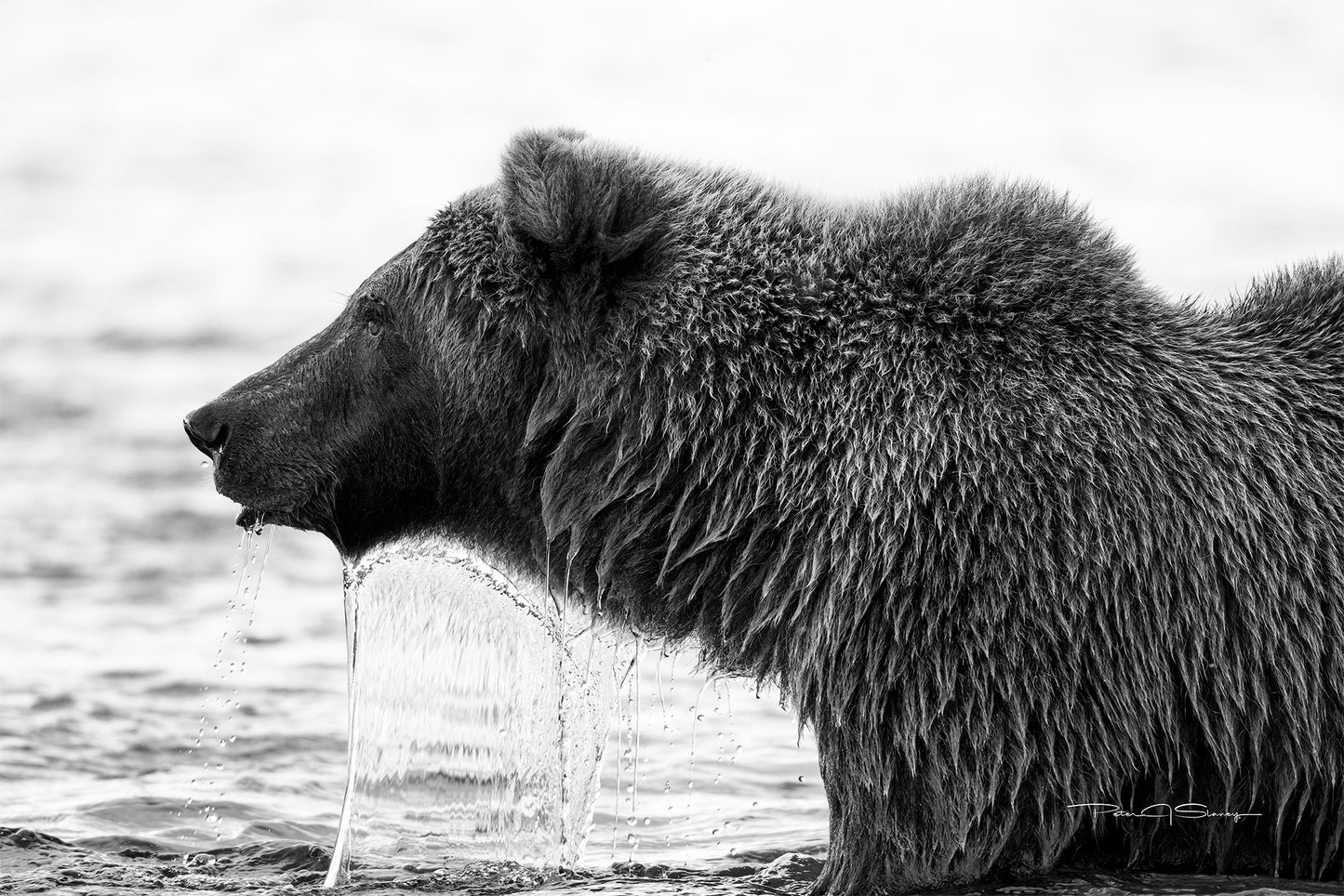 Stalking The Current